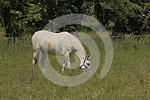 White horse with livestock branding grazing in a meadow in the Flemish countryside