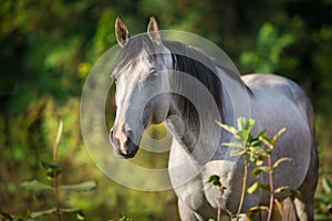 White horse with long black mane