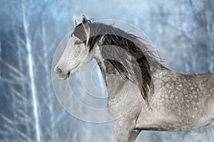 White horse with long black mane run