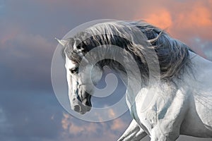 White horse with long mane