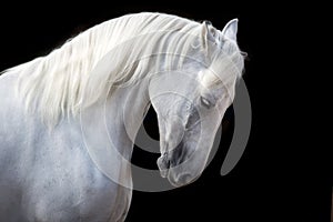 White horse with long mane on black