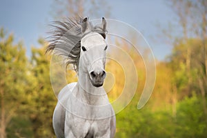 White horse with long mane close up