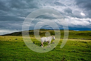 White horse with long mane in flower