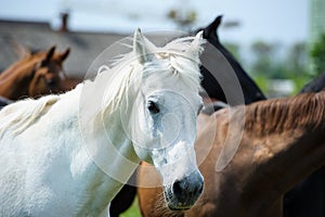 White horse with long mane on pasture against beautiful blue sky