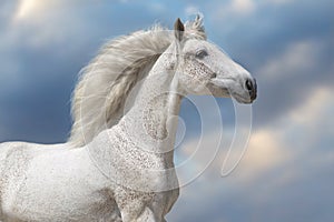 White horse with long mane portrait
