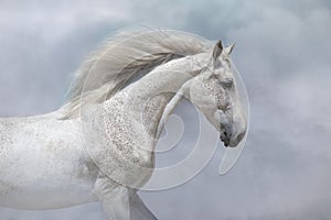 White horse with long mane portrait