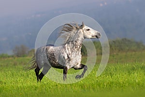 White horse with long mane run