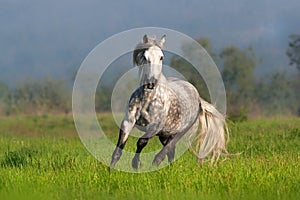 White horse with long mane run