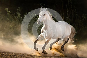 White horse with long mane run in sunset desert