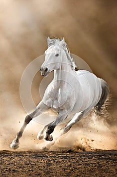 White horse with long mane run in sunset desert