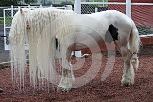 White horse with long white mane
