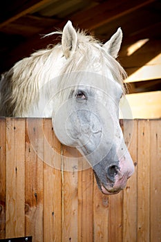 A white horse look at me in stables