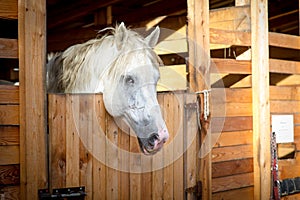 A white horse look at me in stables