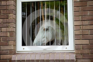 White horse look through the window