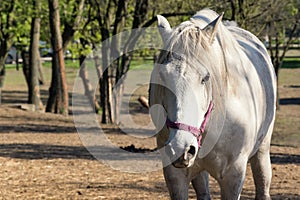 White horse looking at camera. Alone bred horse on pasture. Stallion standing in meadow front view portrait. Strong and powerful