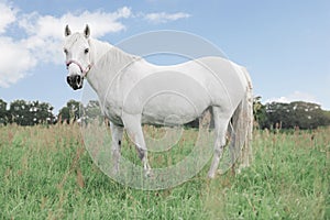 White horse looking directly into the camera, standing in the fields