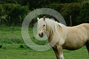 White horse looking forward on farmland