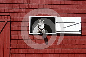 White horse looking out of red barn window