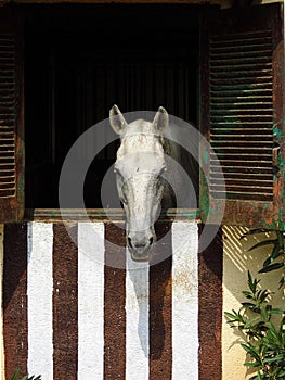 A white horse looking out through window