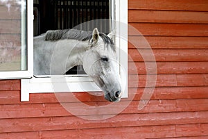 White horse looking out window of red barn. Horizontal photo, there is free space for text