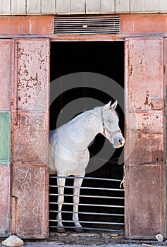 White horse looking outside from horse stable