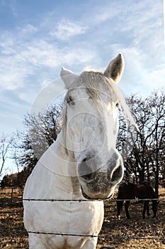 White horse looking over barbed wire fence from unusual angle with nose big and head forshortened