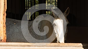 White horse looks out of stable window