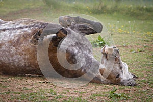 White horse is lying on the ground, rolling in the dirt, enjoying a moment of relaxation and play