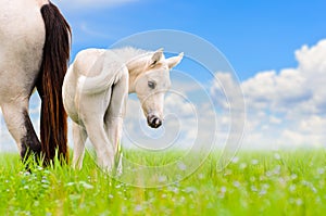 White horse mare and foal on sky background