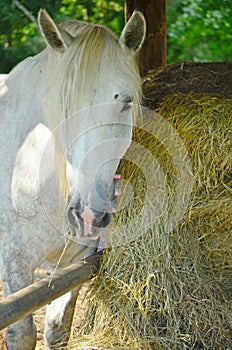 White Horse Mare Hay Bale Grazing