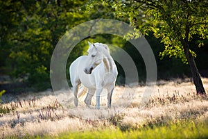 White horse in mat grass