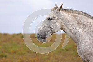 White horse meadow