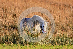 White horse on the meadow