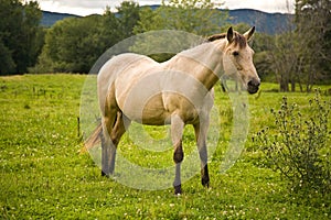 A white horse on a meadow