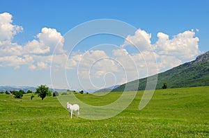 White horse in a meadow