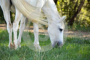 White horse in a meadow in the south of France