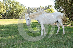 White horse in a meadow in the south of France