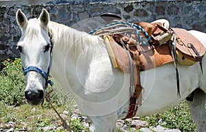 White horse with Mexican saddle