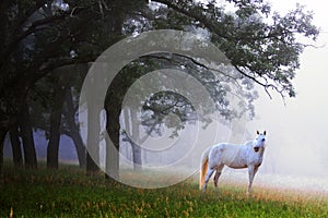 Bianco un cavallo nebbia 