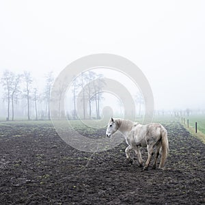 white horse in misty winter field near veenendaal in the netherlands