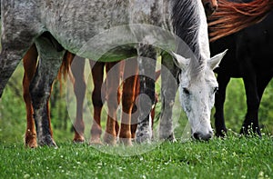 White horse more legs