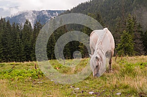 White horse on the mountain pasture. Carpathian mountains. Ukraine.