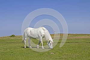 White horse in the nature reserve Morups Tange