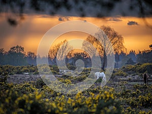 White Horse In New Forest Sunset