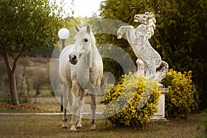 White horse next to an equestrian statue in a garden