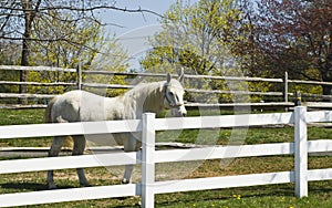 Blanco un caballo en 