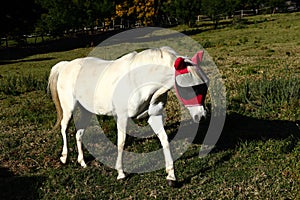 A white horse in a paddock, wearing a special hood