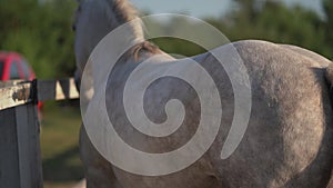 A white horse passes by and turn around backwards and continue walking in the corral of a small ranch. Ranch concept