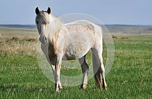 White horse on a pasture.
