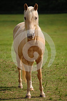 White Horse in Pasture